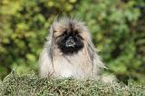 PEKINOIS 063